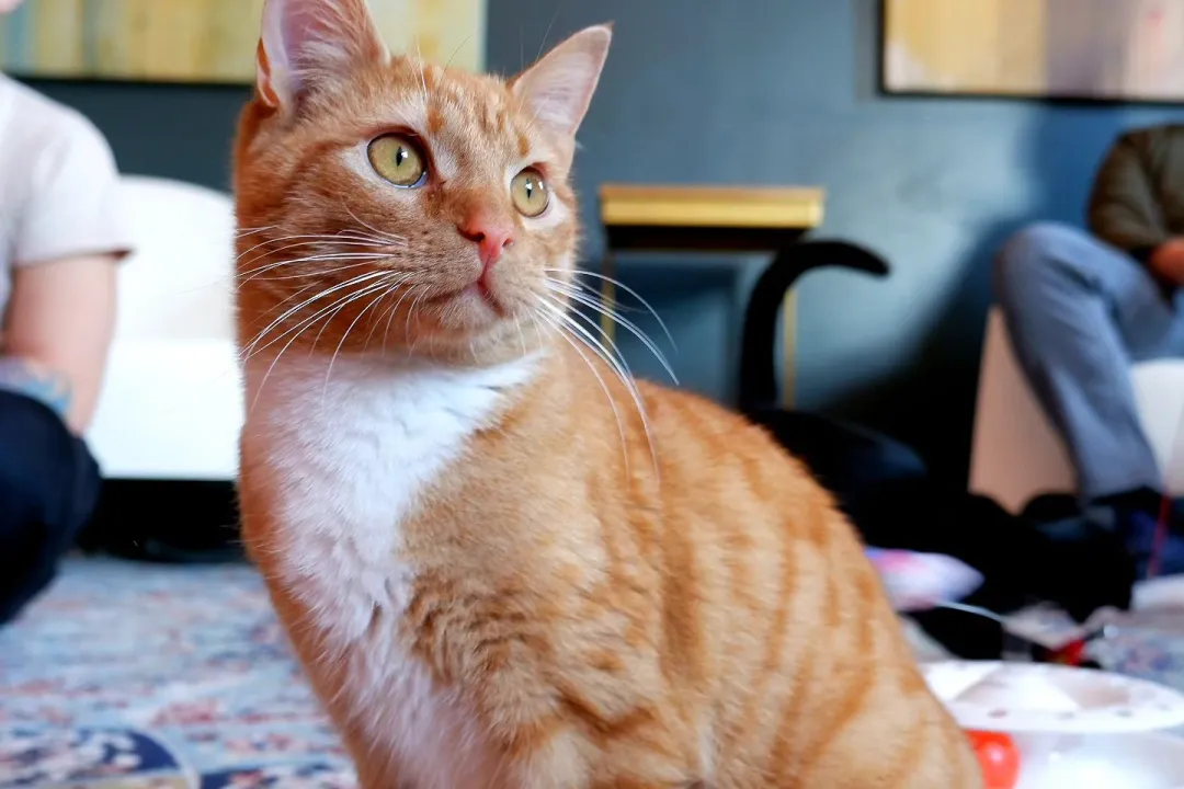 Orange Cat